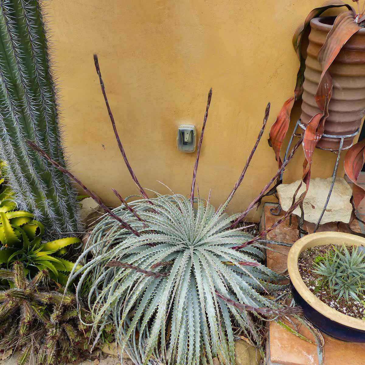 Agave and Hechtia: Furcraea macdougallii